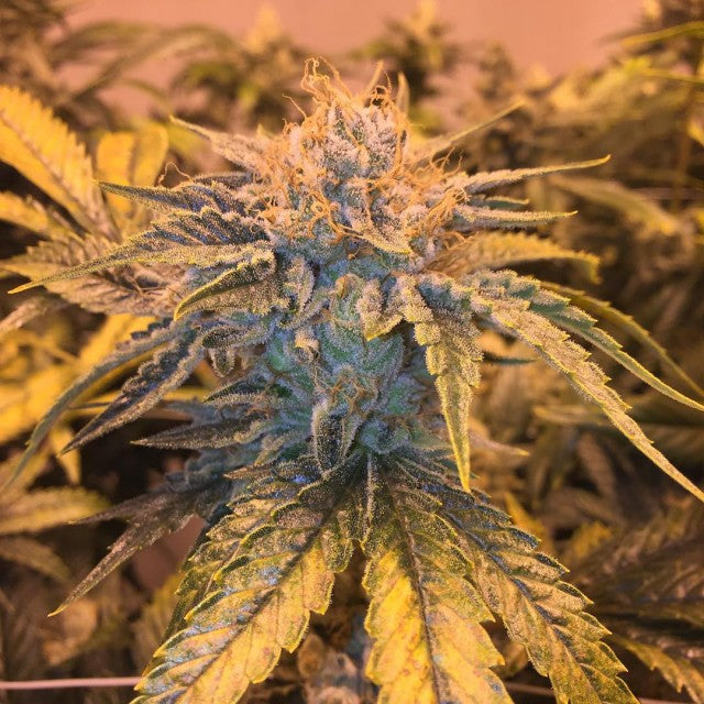 Twizz La Regular Cannabis Seeds By Garden Ablaze Seeds