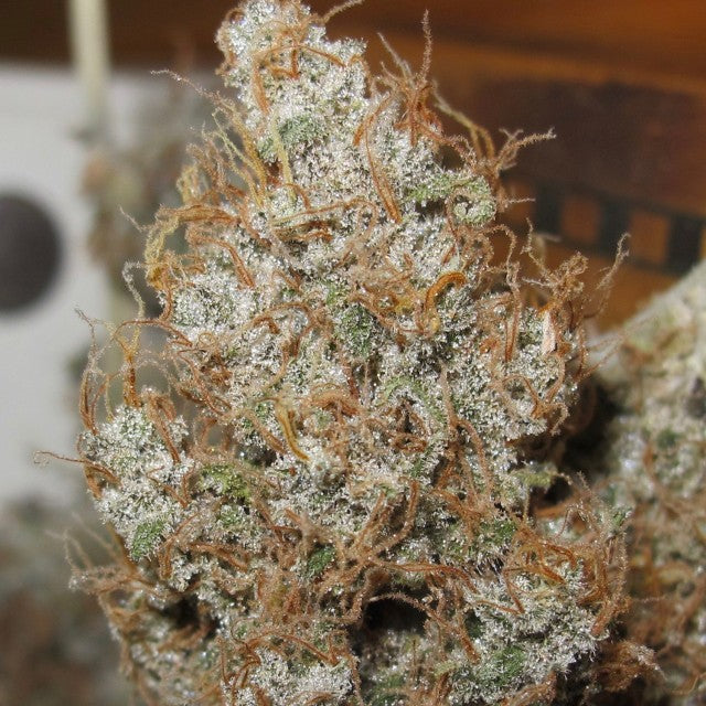 Afro Jam Haze Regular Cannabis Seeds By Ultra Genetics