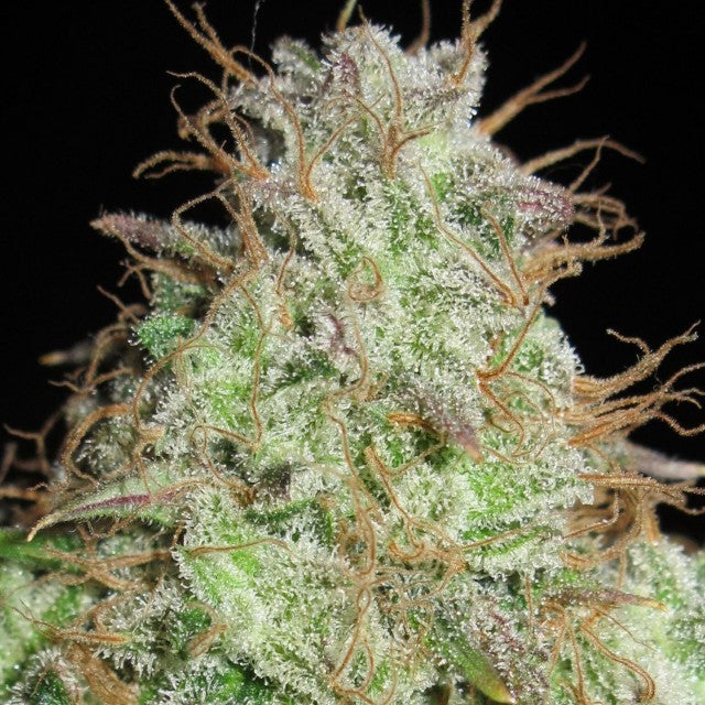 Cookie Balboa Regular Cannabis Seeds By Ultra Genetics