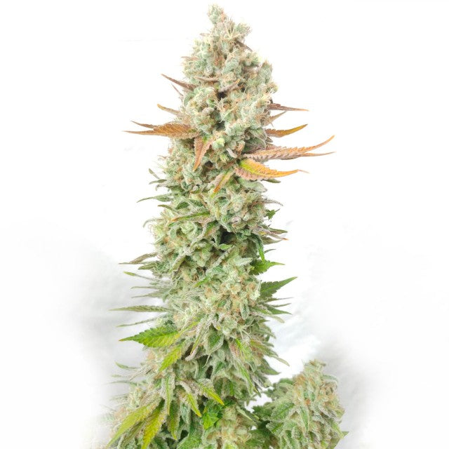 Sour Grape Widow Female Cannabis Seeds By Ultra Genetics