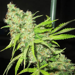 Tec 9 Regular Cannabis Seeds By Ultra Genetics