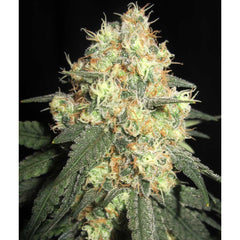 Tits Mcgee Regular Cannabis Seeds Ultra Genetics