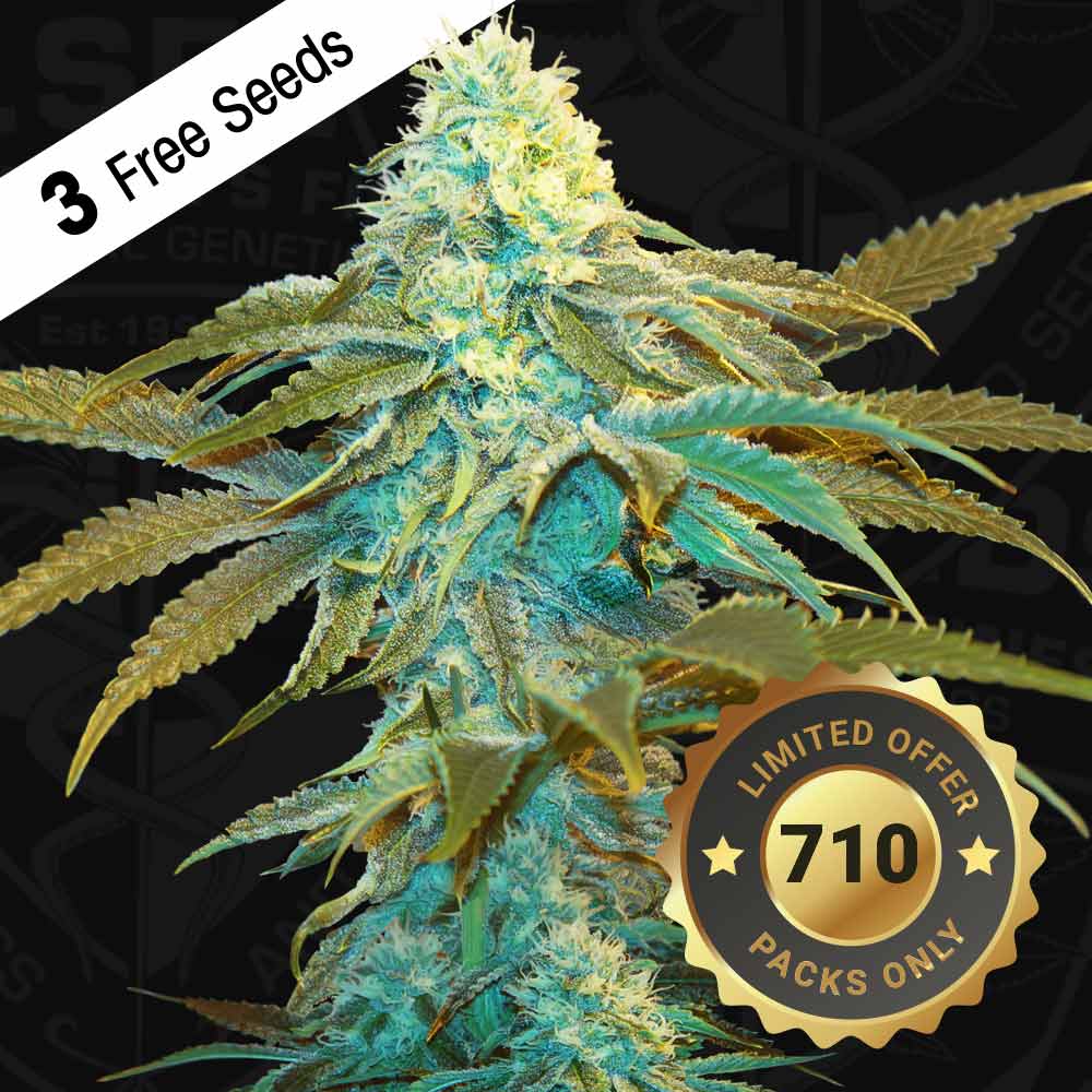 Vanilla Sundae Female Cannabis Seeds By T H Seeds