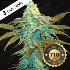 Vanilla Sundae Female Cannabis Seeds By T H Seeds