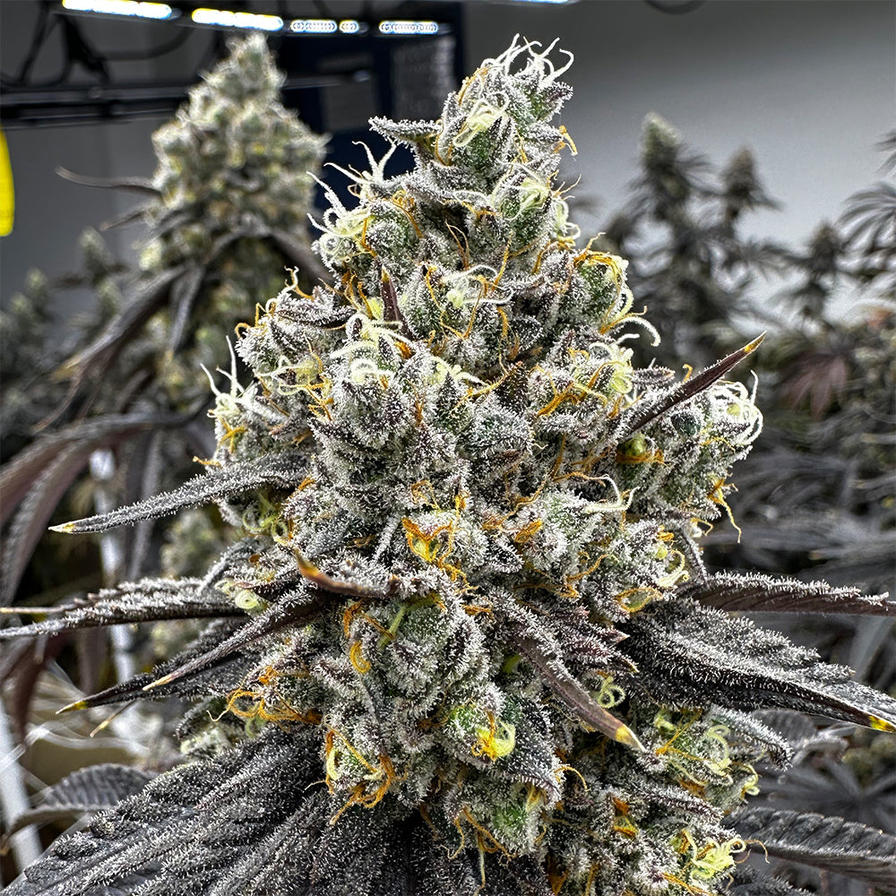 Velvet Kosher Feminized Cannabis Seeds By Old School Genetics