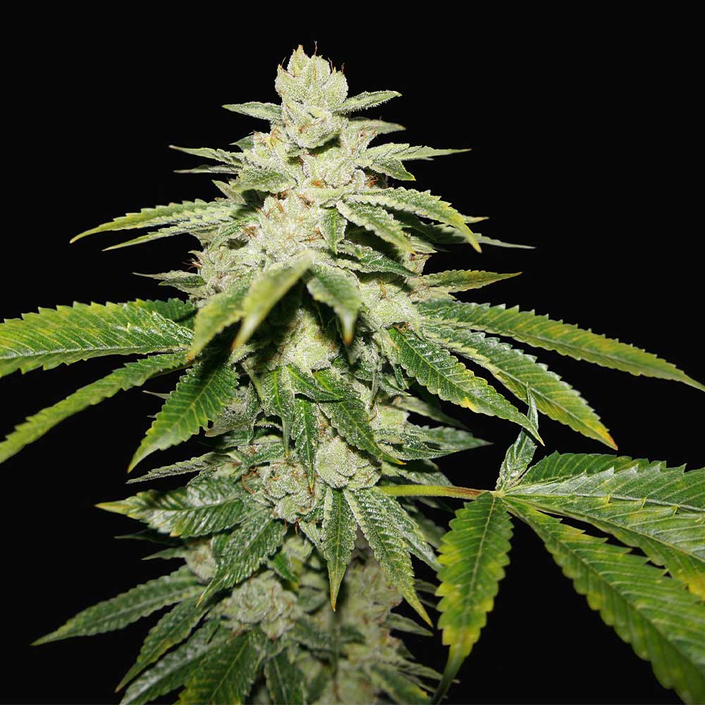 Watermelon Ultra Female Cannabis Seeds By T H Seeds