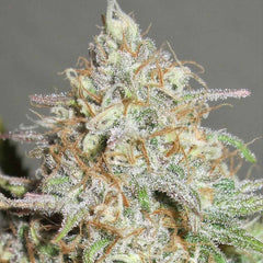 Yum Bongo Female Weed Seeds By Ultra Genetics