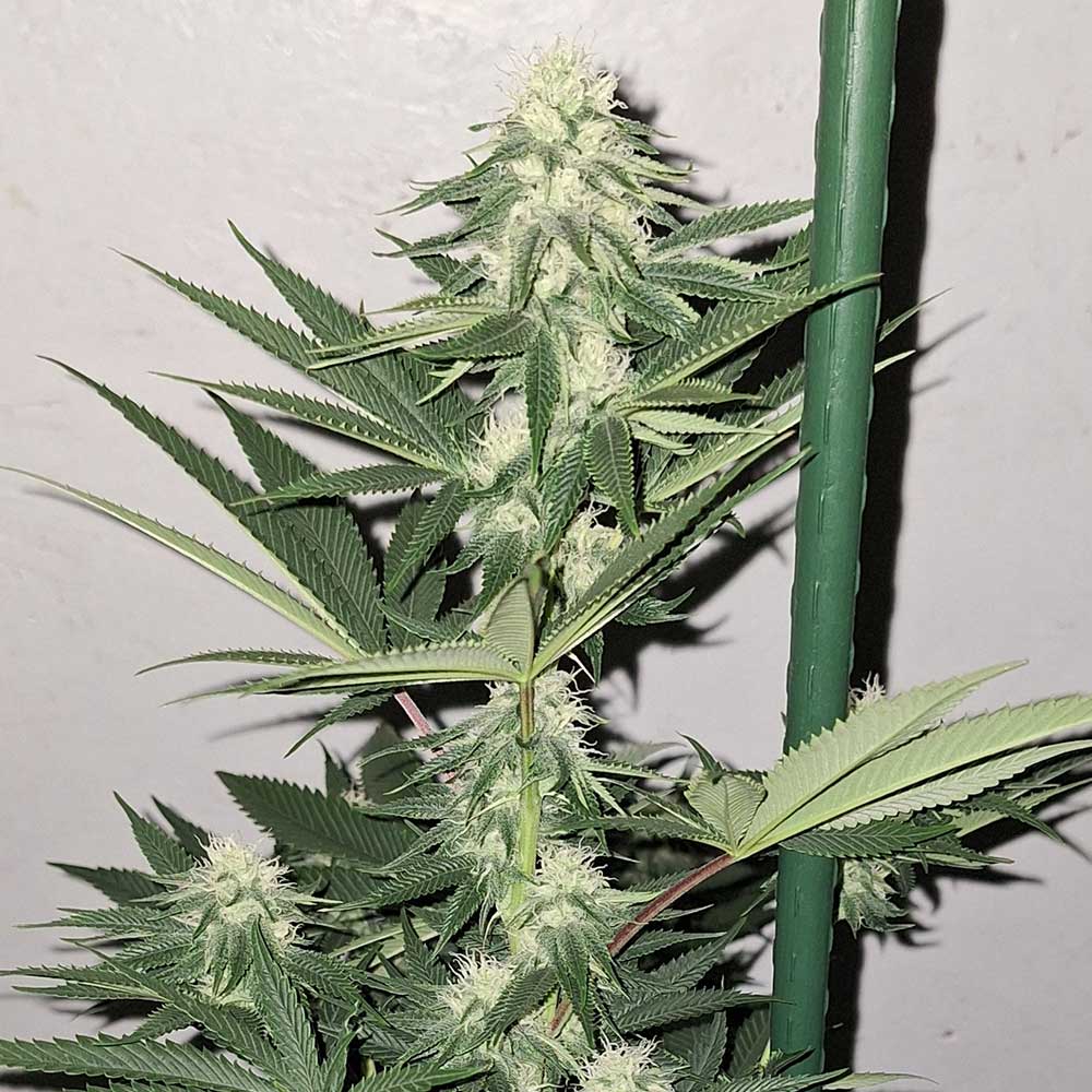 Zi Fritter Regular Cannabis Seeds By Karma Genetics