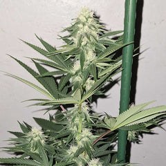 Zi Fritter Regular Cannabis Seeds By Karma Genetics