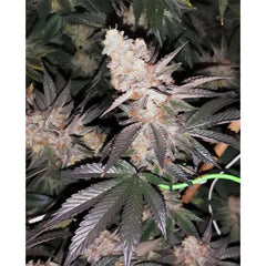 Tutti Candy Female Weed Seeds By Zmoothiez